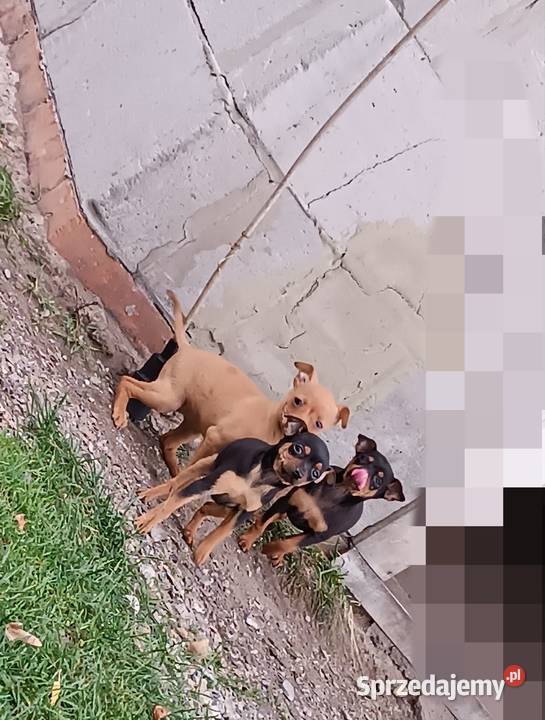 Pinczerki Pozostałe