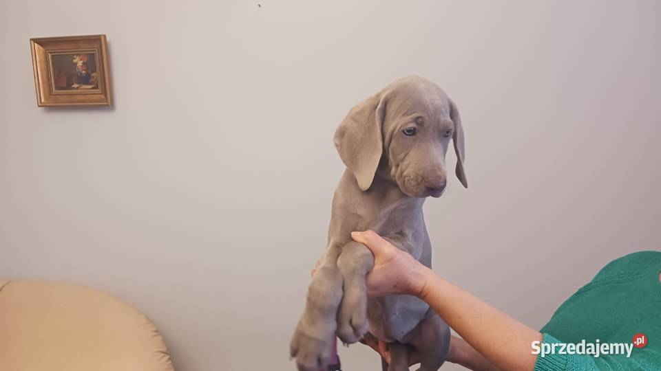 Wyżeł weimarski szczenięta rodowodowe ZKwPFCI lubelskie Puławy