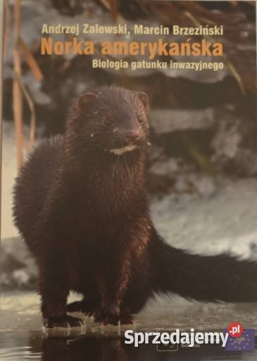 Norka amerykańska Biologia gatunku inwazyjnego świętokrzyskie Ostrowiec Świętokrzyski sprzedam