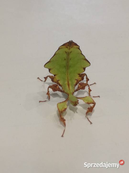 liściec olbrzymi w Gliwicach Gliwice