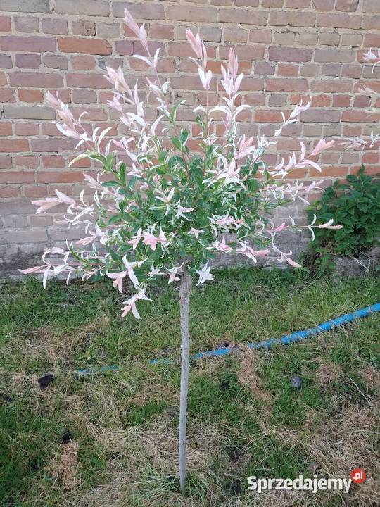 Rośliny ozdobne szczepione na pniu sosna wierzba Jelitów