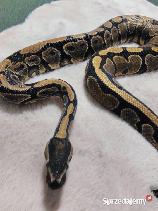 Pyton Królewski Regius Samiec śląskie Tychy
