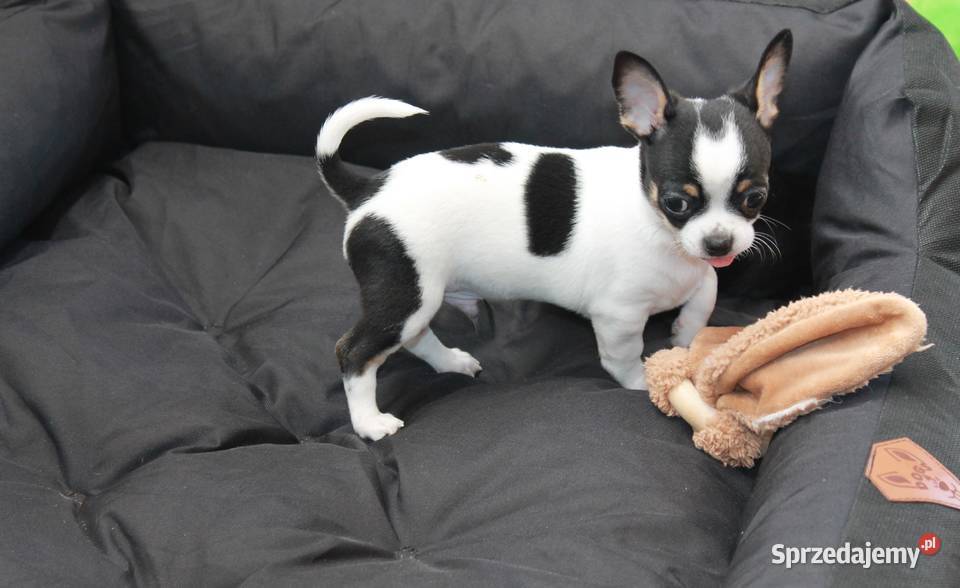 Chihuahua krótkowłosy chłopiec ZKwP FCI Świnoujście sprzedam