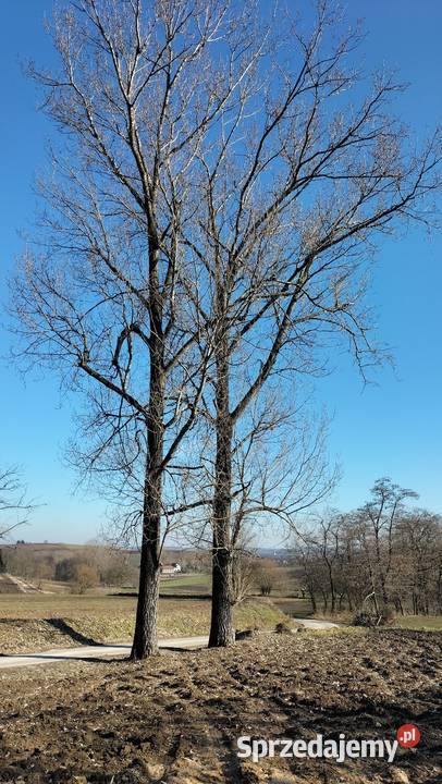 Dwie topole Proszowice