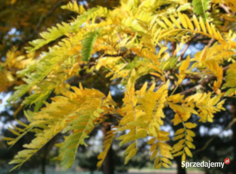GLEDICZJA TRÓJCIERNIOWA Gleditsia triacanthos Lubanie