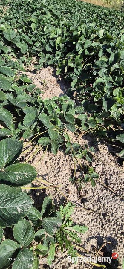 Sadzonki truskawki 50gr lubelskie