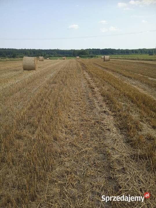 Słoma pszenna 2025 Białopole
