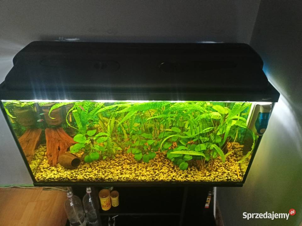 akwarium kompletne Ryby Czeladź sprzedam