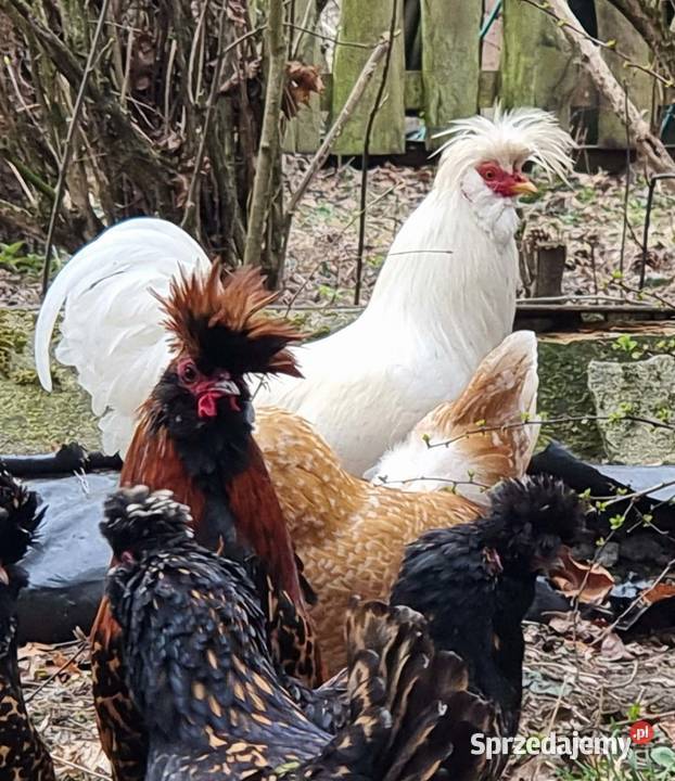 kury pawłowskie jaja lęgowe młode pomorskie Lisewiec