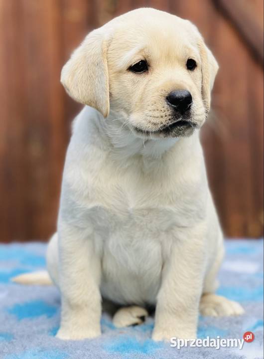 Labrador Retriever szczeniaki Przygodzice sprzedam