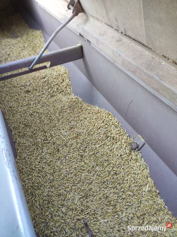 Siewnik zbożowy Poznaniak z dociskiem