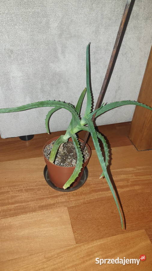 Aloes sukulent wysokość 34 Warszawa