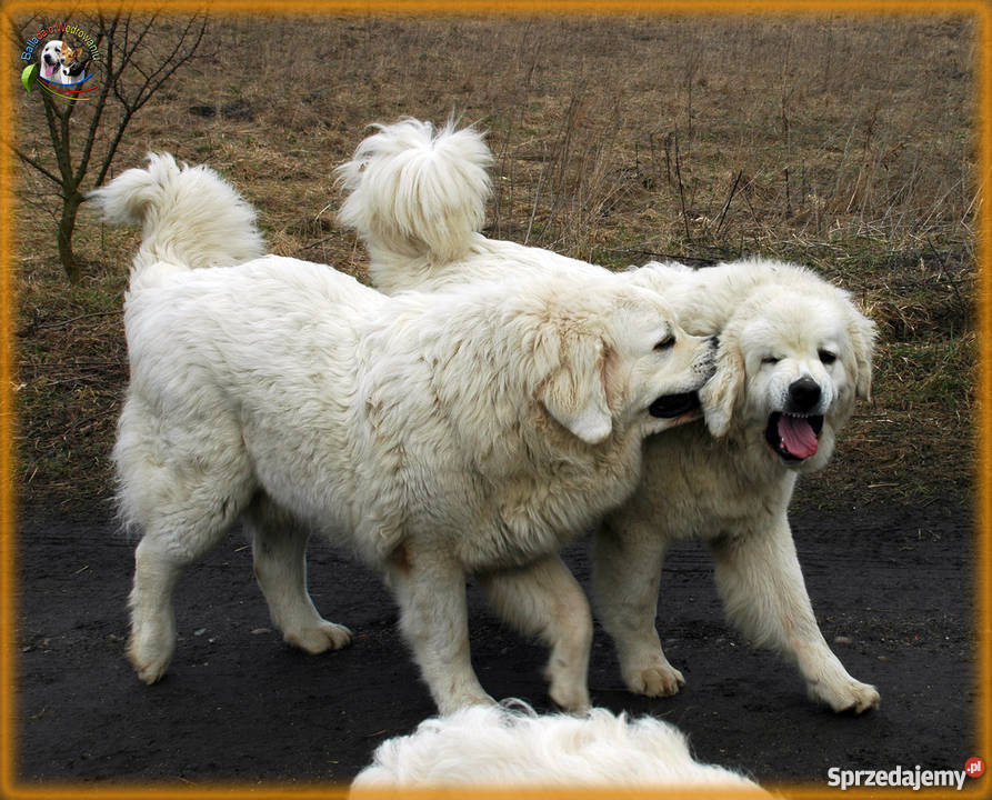Owczarek podhalański szczenięta rodowód FCI Barczewo