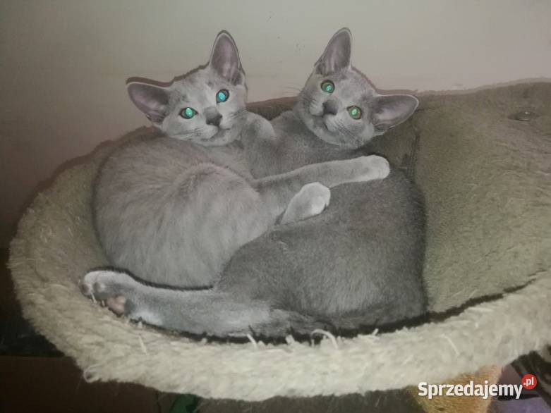 Cudowny ROSYJSKI NIEBIESKI Konstantynów Łódzki