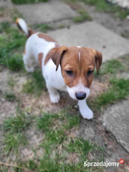 Szczeniaki Jack Russell terrier z rodowodem łódzkie