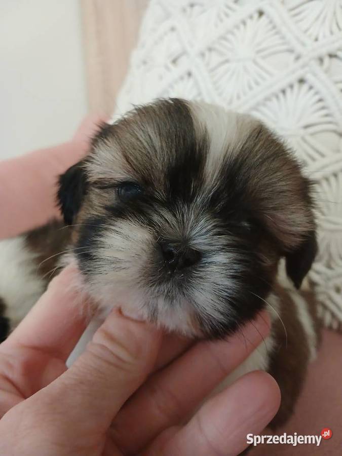 Shih tzu śliczne szczenięta Katowice