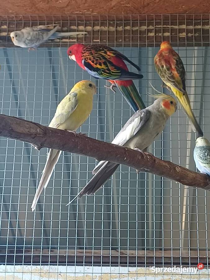 Papugi Faliste nimfy świergotki rozelle Kalisz sprzedam