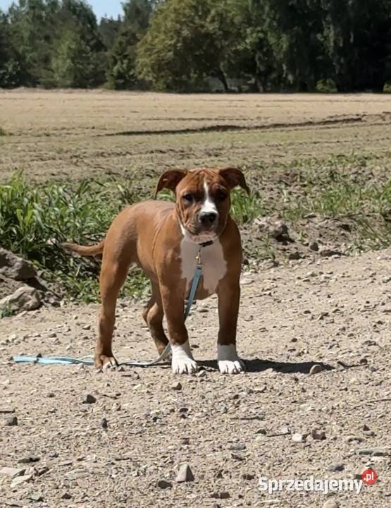Amstaff FCI - gotowy do odbioru szczeniak