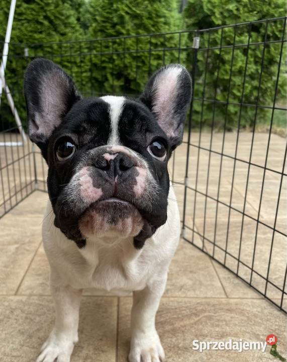 Buldog francuski szczenięta FCI mazowieckie Ząbki