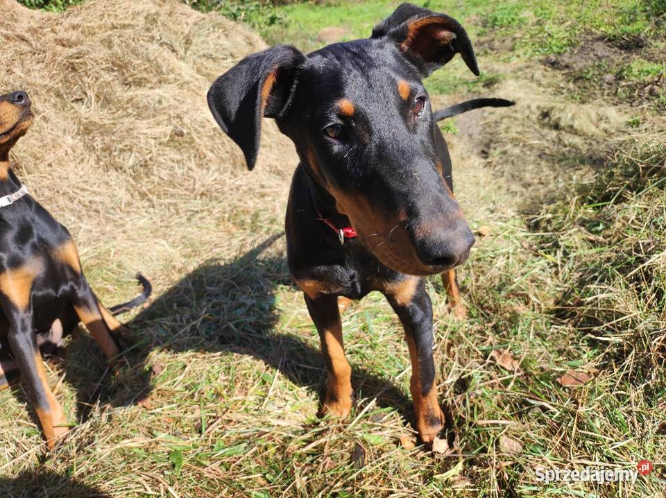 Szczenięta Dobermana do sprzedania mazowieckie Dobre