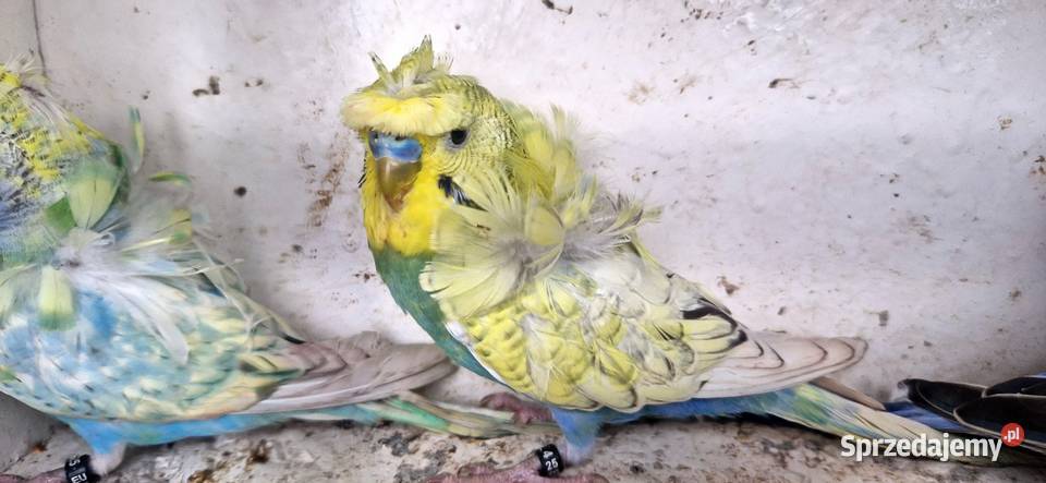 Papugi faliste helikoptery 2f Ptaki Radzewo