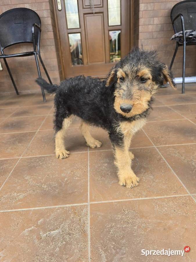 Airedale terrier szczeniaki suczka opolskie Byczyna
