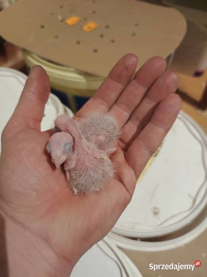 Papugi rudosterki ręcznie karmione