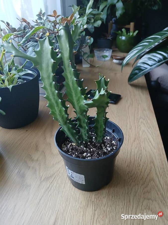 Euphorbia lactea kolekcjonerski wilczomlecz Częstochowa sprzedam
