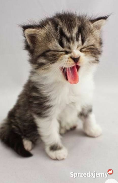 hotel zwierząt 24 h Opieka zwierzat Zabrze