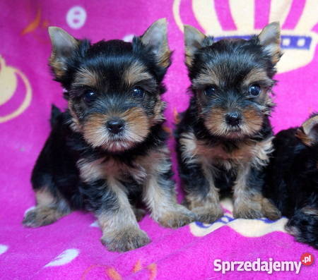 York Yorki Yorkshire Terrier FCI ZKwP suczki i p śląskie Katowice