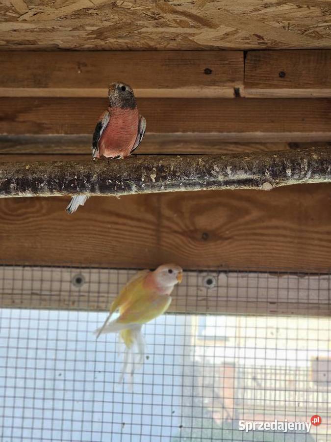 Papugi lilianki Zwierzęta Zamość