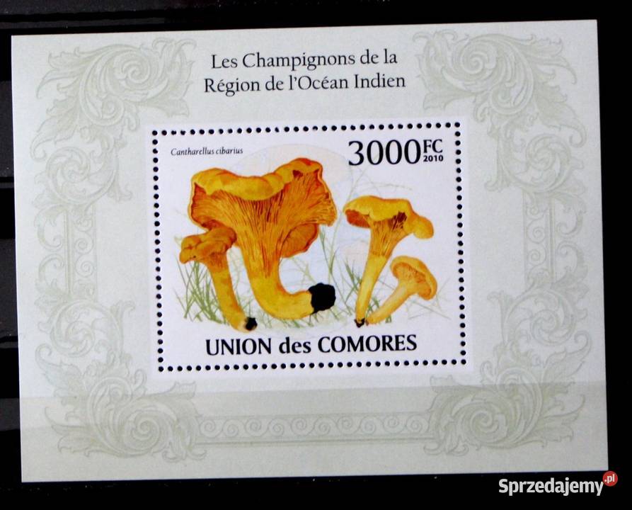 Komory blok grzyby Oborniki sprzedam