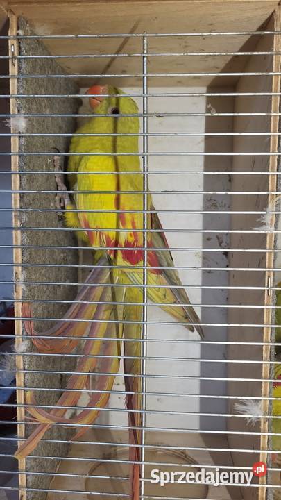 Papugi górskie pastele rozelle królewskie i Nowy Sącz