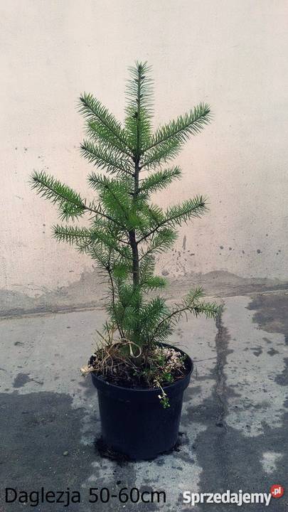 Daglezja zielona doniczka 1m wysokości kujawsko-pomorskie Lipno