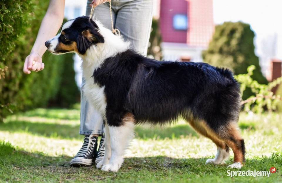 Ada i Bruce piękne roczne australijskie owczarki Psy mazowieckie Warszawa