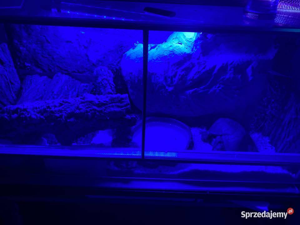 Pyton ivory Kraków sprzedam