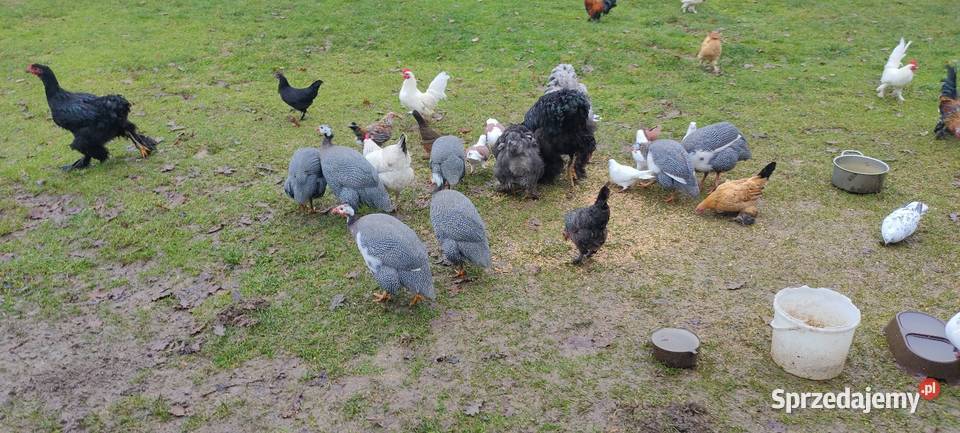 Sprzedam perliczki wszystkie z 25 roku Tokarówka