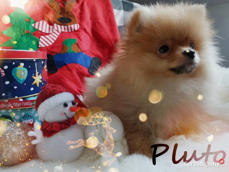 Z Bajki Mały puszysty PLUTO Do Odbioru Wrocław