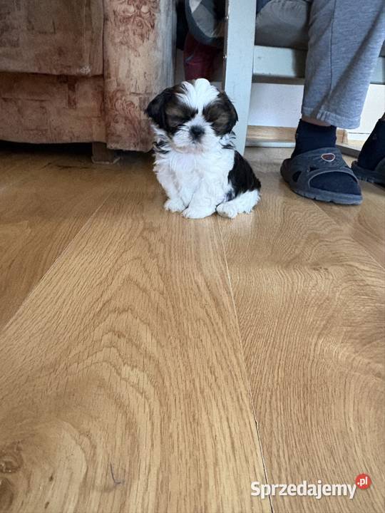 Piesek shih tzu Lipa