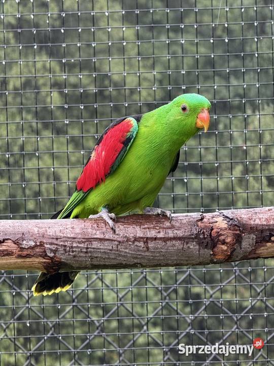 Sprzedam samca Krasnopiórka czerwonoskrzydła Ptaki sprzedam