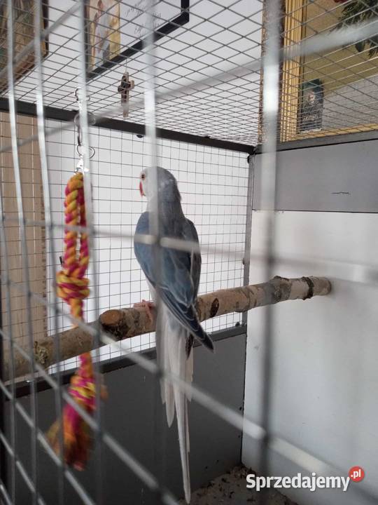 Młoda Aleksandretta