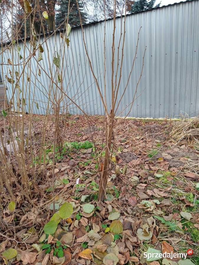 Sadzonki Orzecha Laskowego Stare Boiska