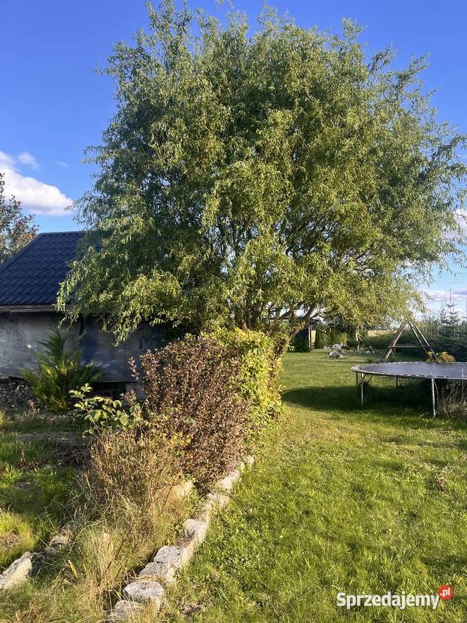 Działka 2826 m Strzelinko prąd altana kontener sprzedam