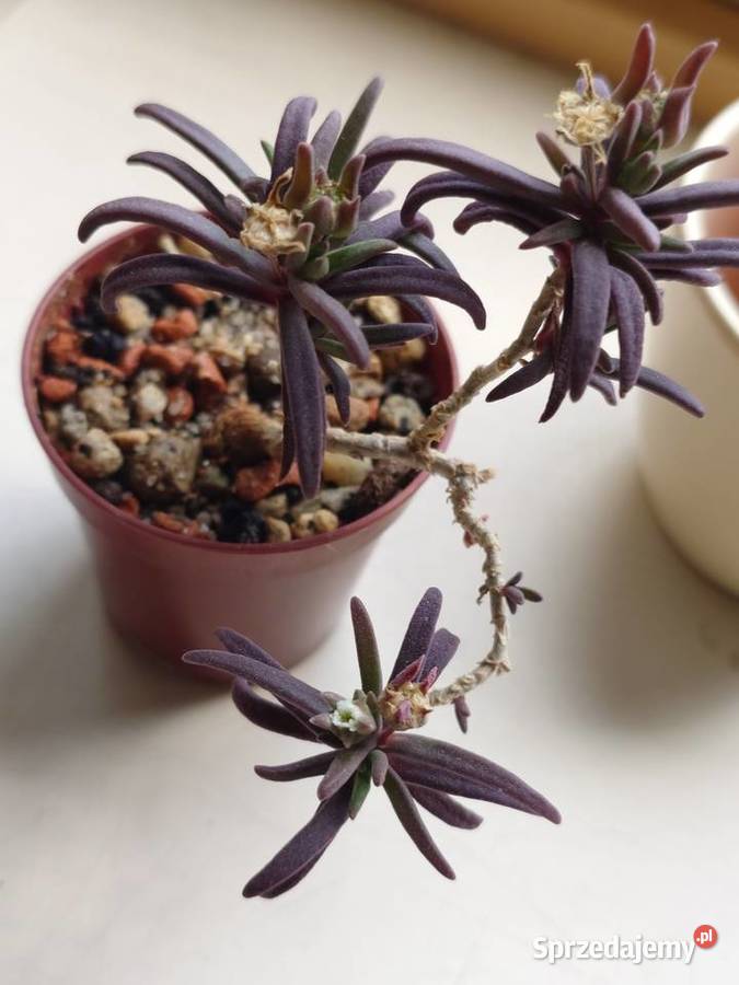Delosperma bosseranum kaudeks miniatura w Warszawa sprzedam