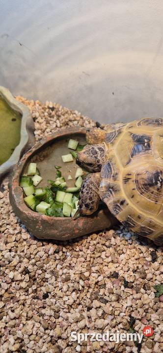 Sprzedam żółwia z terarium dolnośląskie Sadków