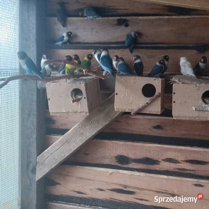 kanarki i inne gatunki Ptaki sprzedam