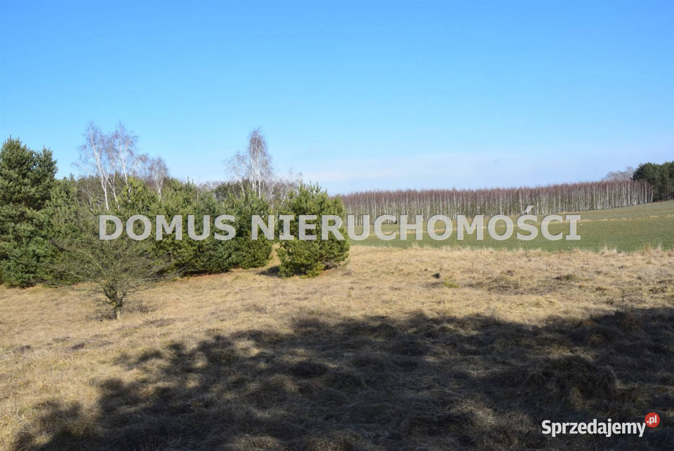 Działkę sprzedam 8000 metrów Tworzyjanki Sprzedaż sprzedam