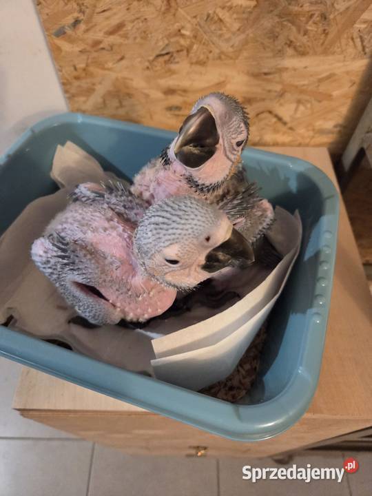 Ary do dalszego karmienia Wieliczka sprzedam