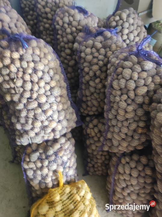 Sprzedam ziemniaki odmiany soraja Olkusz