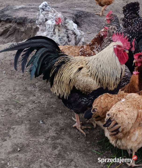 Młody kogut z 2025r podkarpackie